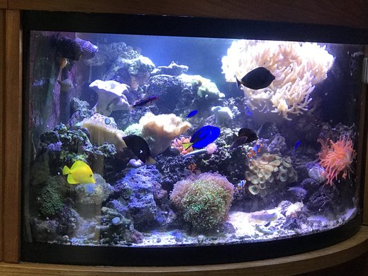 Corner Living Reef Aquarium