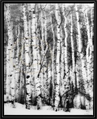 Stand of Aspens ©Lisa Masson