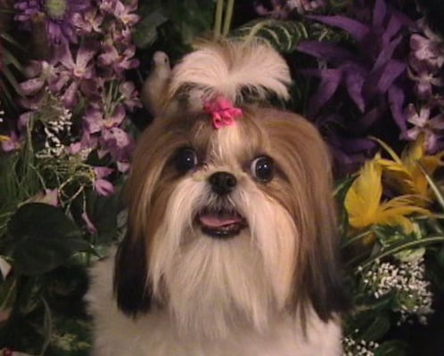 Twix shih-tzu