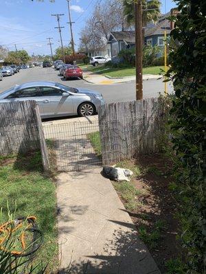 Otis sunning in the yard.