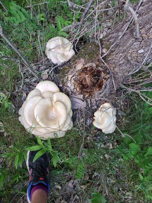 Giant Shrooms