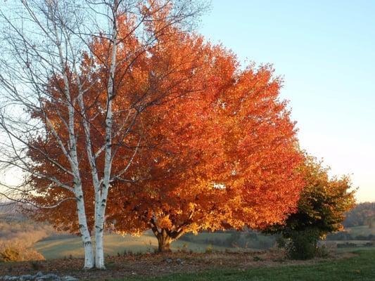 We help keep your trees
beautiful!