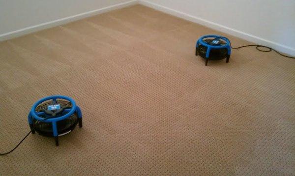 Fresh, clean carpet that dries fast!