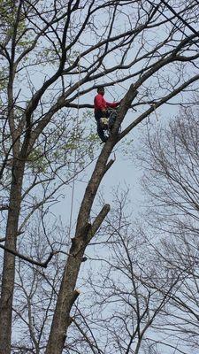 Mario Tree Service