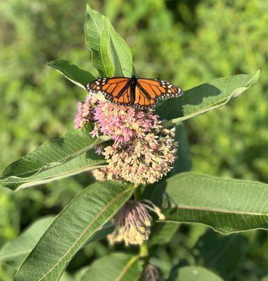 Butterfly, beautiful sight during my walk