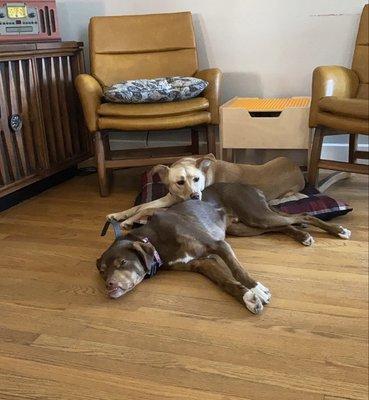 Emmett and Amelia resting after at home training