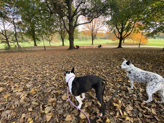 Spats and Cadpig during a dog walk in Prospect Park.