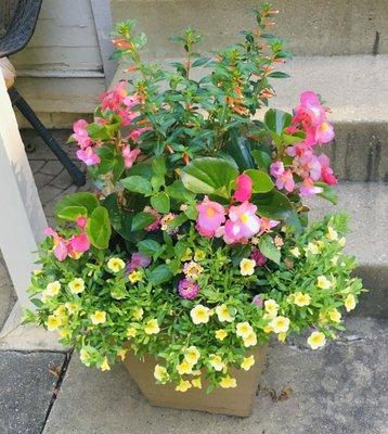 Love the planter Haling's made for me. It's filling out beautifully. They have the best plants.