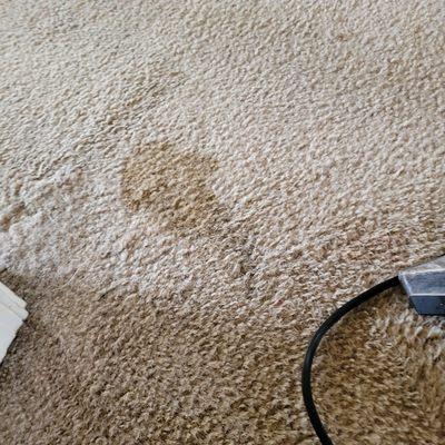 Look at that stain carpet