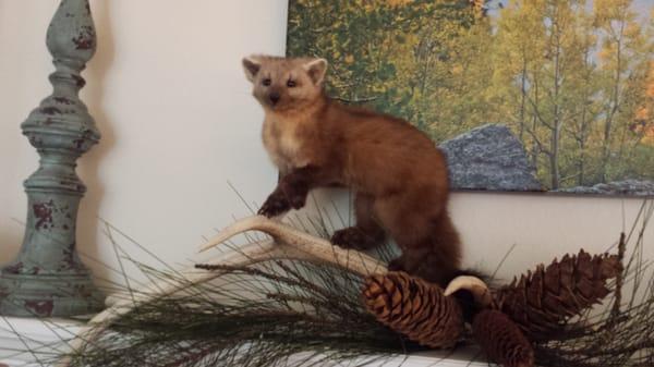 Wilderness Taxidermy