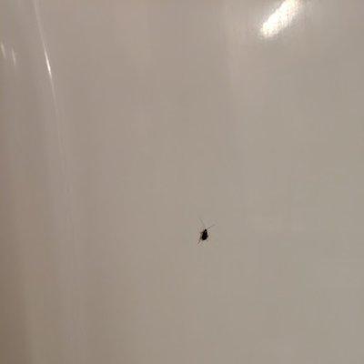 Bug in Shower in Room 419