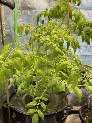 Tomato plant grown in the " Hydrobucket " via Deep Water Culture