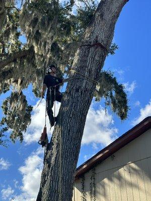 Zach Climbing up this large oak