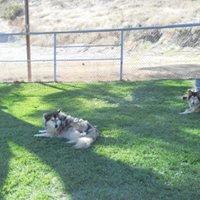 Two of our big dog boarders relaxing in the grass