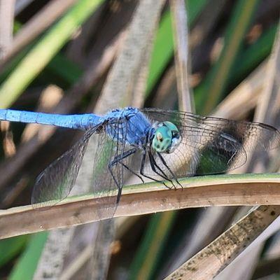 Dragonfly