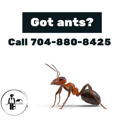 Are you tired of fighting ants? A Better Way Pest Control can help you win the battle.