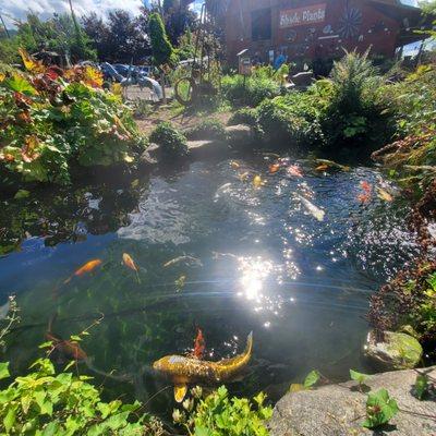 Our main display koi pond