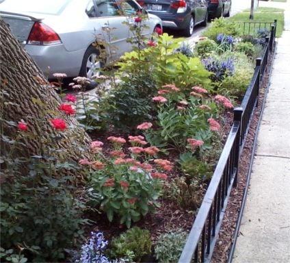 Fall Flower evolution in Bucktown.