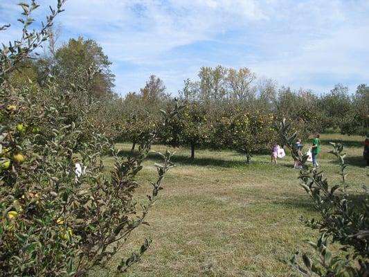 The orchard