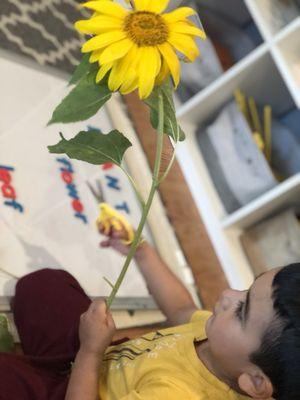 He is concentrating on his work (dissecting the sunflower plant that we got from our garden).