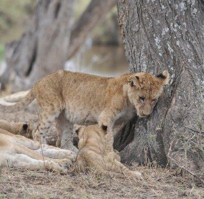 Proud African Safaris