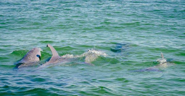 Dolphins are frequently found on our charterers.