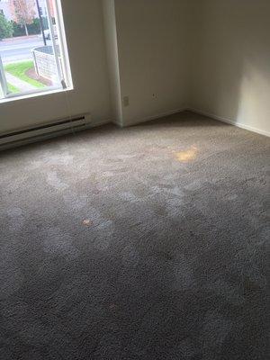 (BEFORE) Areas of spilled bleach on the carpet