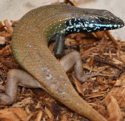 Male 5 Line Skink -Trachylepis Quinquetaeniata.