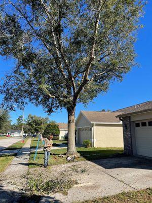 tree trim