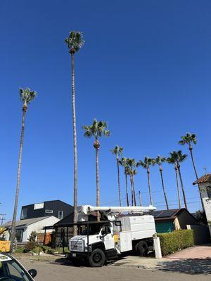 Peeled/Skinned Mexican Fan Palm trees