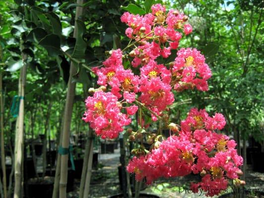 crepe myrtle bloom