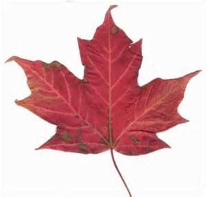 Maple Leaf Mobile Notary Service