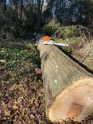 Stihl and oak.