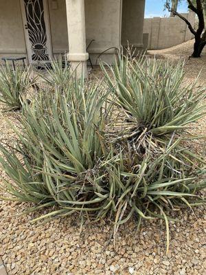 This is their version of trimming and pruning dead leaves and branches