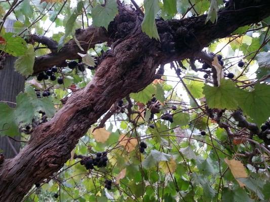 Big, thick heavy grapes. Big difference from your usual grapes!