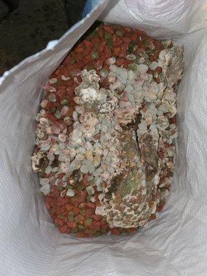 MOLDY dog food