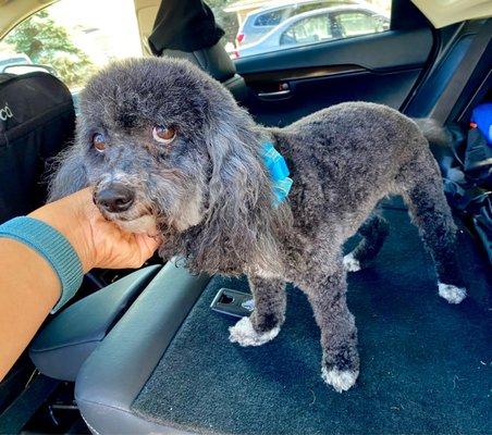 Freshly groomed. First time at Dirty Dog.