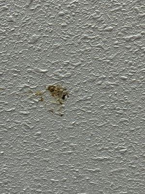 Blood or possibly feces on The ceiling