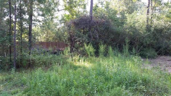 Southeast Texas Trees