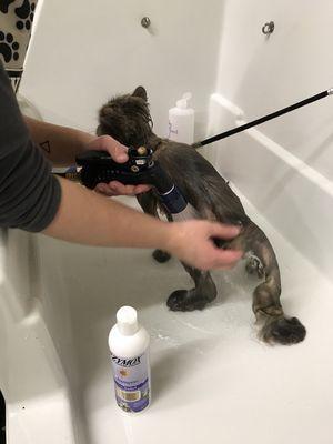 Cats...why yes, they get a bath and brush too! Not just dogs are the MVP!