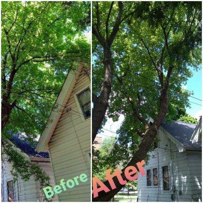 Box Elder pruning