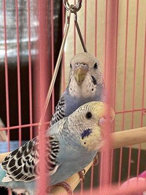 Our parakeets