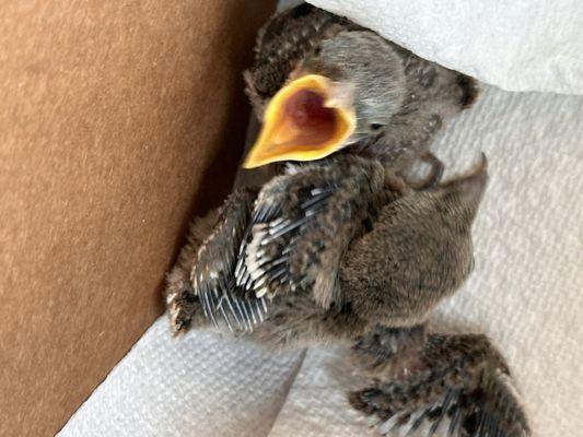 Baby birds found on the ground by my neighbor.