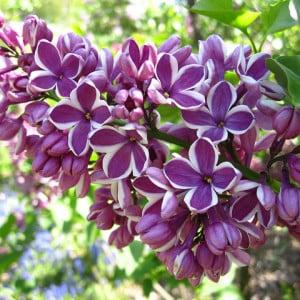 Sensation Lilac