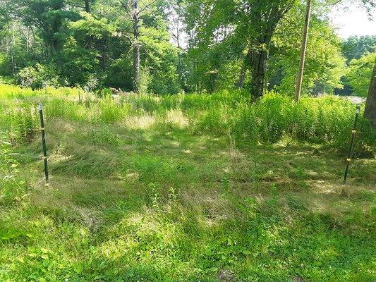 Overgrown meadow - before