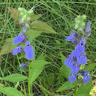 Flowers @ Pine Hollow Arboretum, Slingerlands