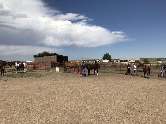 The grounds and some of the horses.