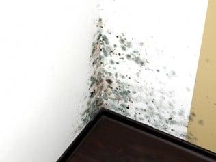 Mold Remediation