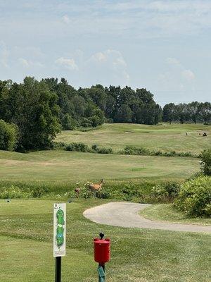 The Course at Aberdeen