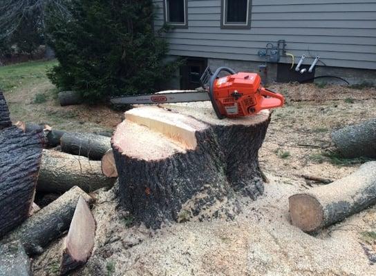 Tree cutting of a very large tree near a home. This tree was taken down cleanly, only needing proper stump grinding